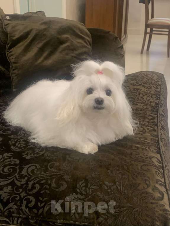 Собаки в Москве: Шикарные щенки  Мальтипу Мальчик, 190 000 руб. - фото 6