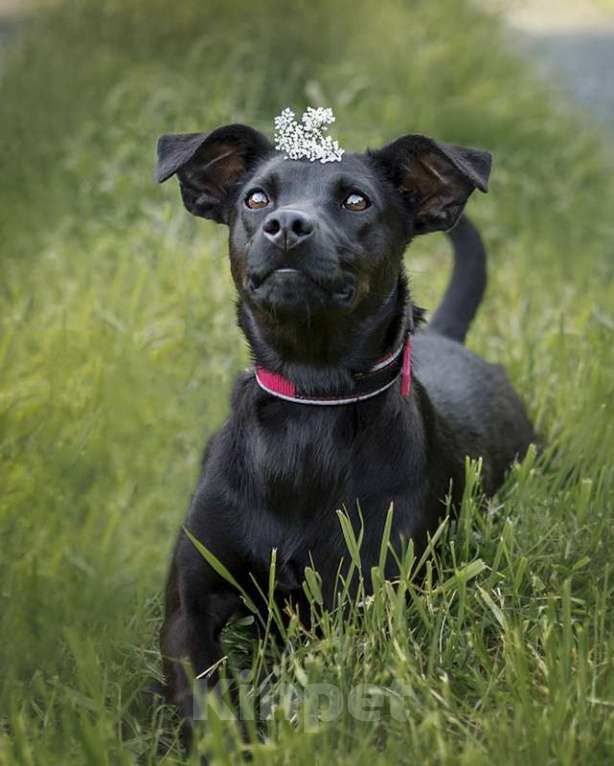 Собаки в Москве: Изящная черная собачка малышка Лили в добрые руки Девочка, Бесплатно - фото 3