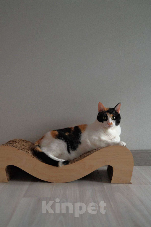 Кошки в Москве: Компанейская Дейзи мечтает о доме с вкусной едой Девочка, Бесплатно - фото 8