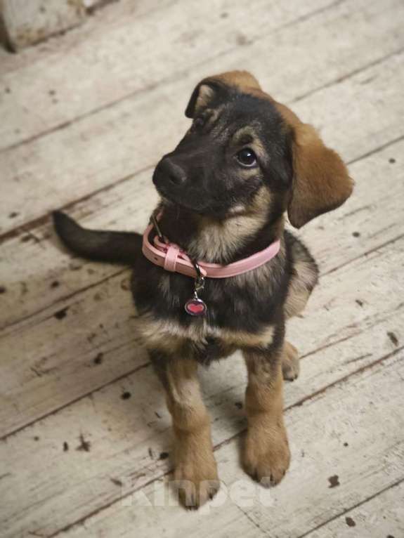 Собаки в Красногорске: Трогательная Сонечка 3 месяца ищет дом  Девочка, Бесплатно - фото 2