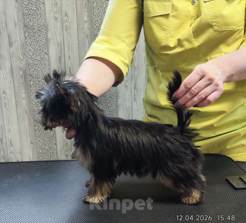 Собаки в Красноярске: Щенки Йоркширского терьера Мальчик, 30 руб. - фото 2