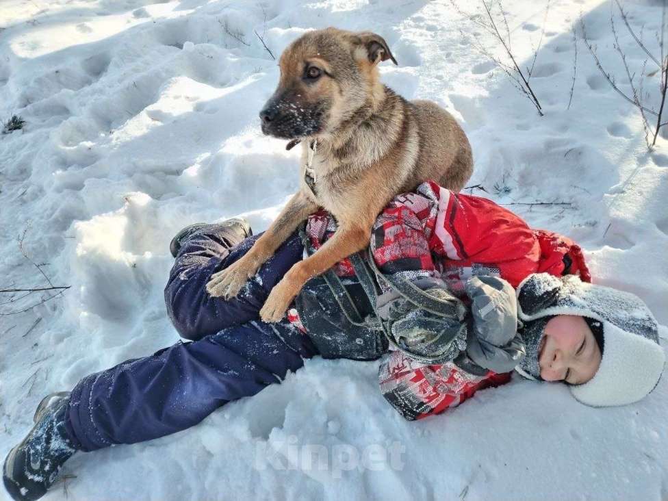 Собаки в Воскресенске: Смурфик ищет дом! Мальчик, Бесплатно - фото 2