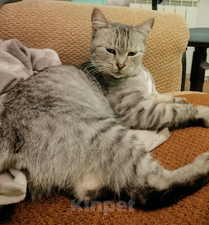 Кошки в Волгограде: Отдам кошечку в добрые руки Девочка, Бесплатно - фото 1