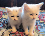 Кошки в Ивантеевке: Милые котята в добрые руки Девочка, Бесплатно - фото 1
