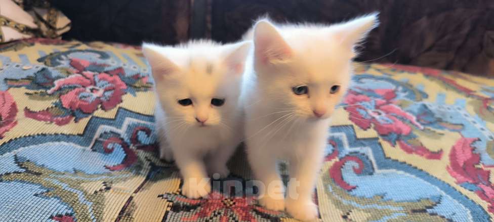 Кошки в Ивантеевке: Милые котята в добрые руки Девочка, Бесплатно - фото 1
