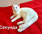 Кошки в Москве: Три котенка от метиса экзота Мальчик, Бесплатно - фото 1