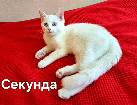 Три котенка от метиса экзота