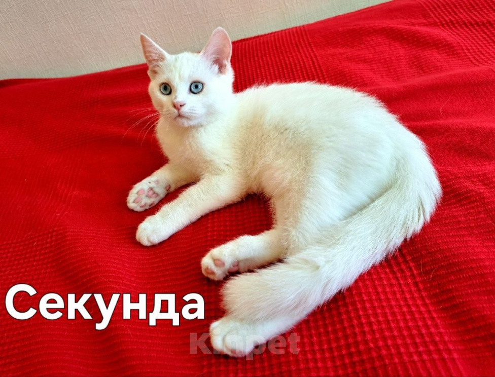 Кошки в Москве: Три котенка от метиса экзота Мальчик, Бесплатно - фото 1