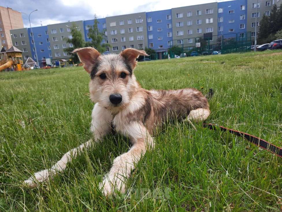 Собаки в Москве: Щенку некуда идти. Срочно нужен дом Мальчик, Бесплатно - фото 3