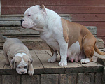 Собаки в Владимире: Американскиц булли. Щенки Разнополые, 80 000 руб. - фото 10