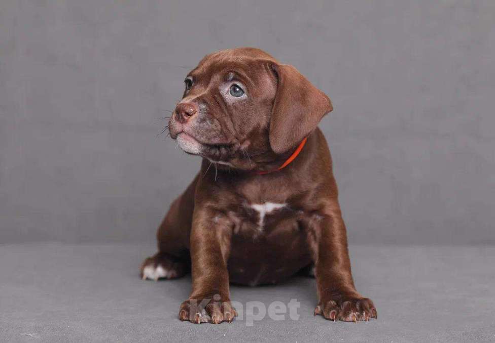 Собаки в Домодедово: Девочка булли покет Девочка, 50 000 руб. - фото 3