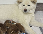 Собаки в других городах Ставропольского края: Продаю щенков Акита Ину Девочка, Бесплатно - фото 10