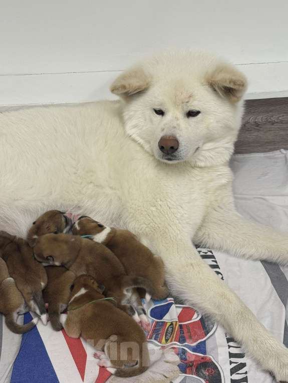 Собаки в других городах Ставропольского края: Продаю щенков Акита Ину Девочка, Бесплатно - фото 10