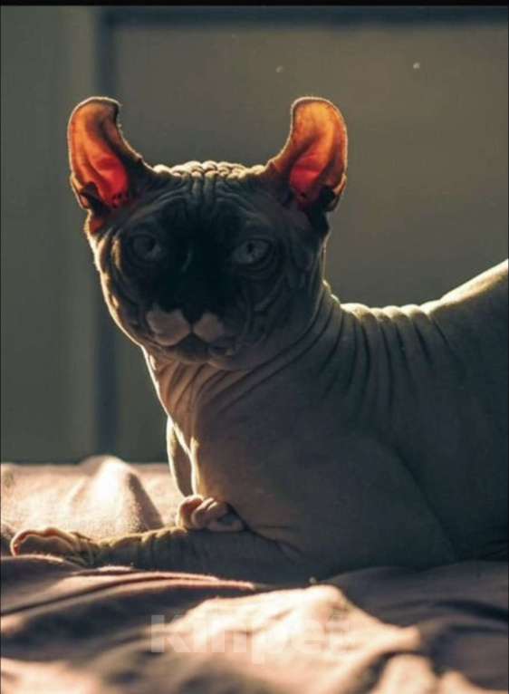 Кошки в Смоленске: Канадский сфинкс Мальчик, 10 000 руб. - фото 2