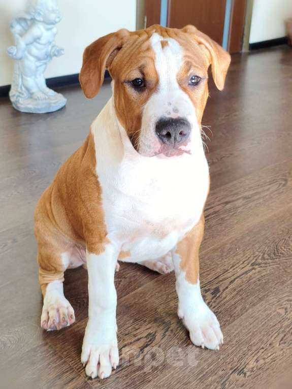 Собаки в Ижевске: Щенки американского стаффордширского терьера Разнополые, Бесплатно - фото 2