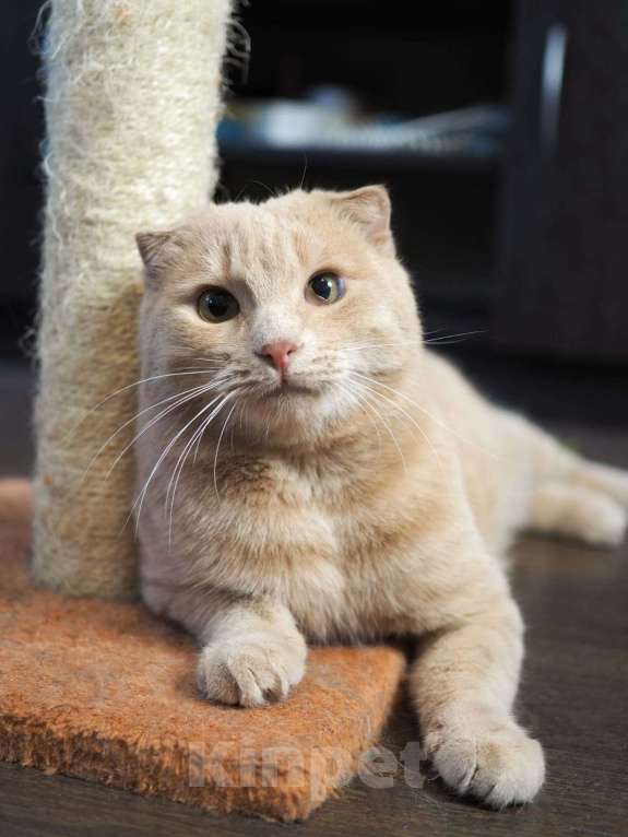 Кошки в Люберцах: Ищет дом очаровательный Симба. Мальчик, Бесплатно - фото 1