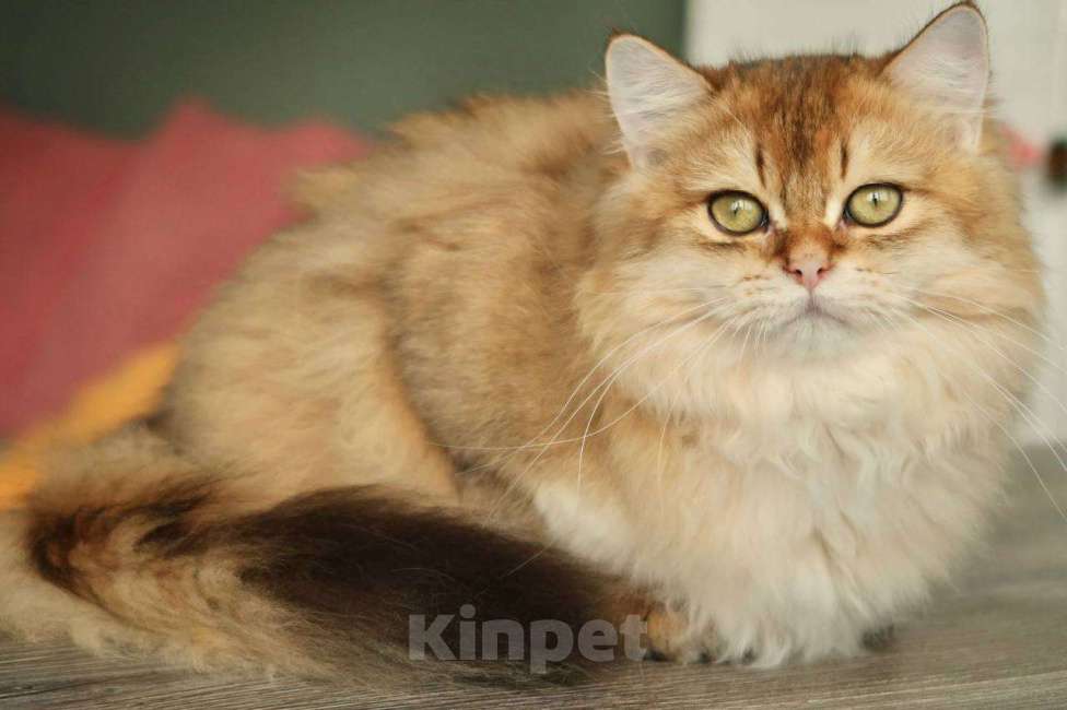 Кошки в Москве: Британский котенок Минхо Мальчик, 50 000 руб. - фото 6