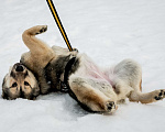 Собаки в Бронницах: Гретта Девочка, 1 руб. - фото 5