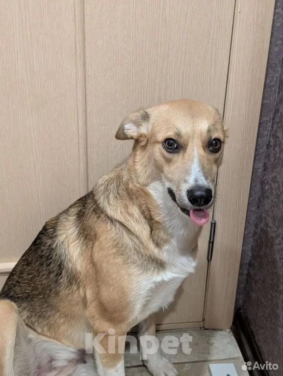 Собаки в Санкт-Петербурге: Собака в добрые руки Девочка, Бесплатно - фото 9