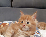 Кошки в Кемерово: Мейн кун котята  Мальчик, 45 000 руб. - фото 1