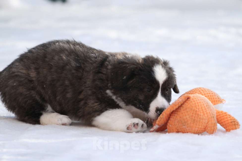 Собаки в Москве: Вельш корги кардиган -девочка  Девочка, 35 000 руб. - фото 8