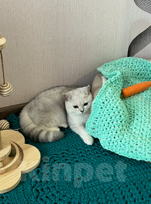 Кошки в других городах Иркутской области: Ирбис ищет красотку Мальчик, 1 000 руб. - фото 1