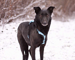 Собаки в Москве: Скромный добрый Блэк в поисках дома Мальчик, Бесплатно - фото 6