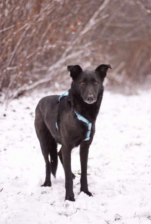 Собаки в Москве: Скромный добрый Блэк в поисках дома Мальчик, Бесплатно - фото 6