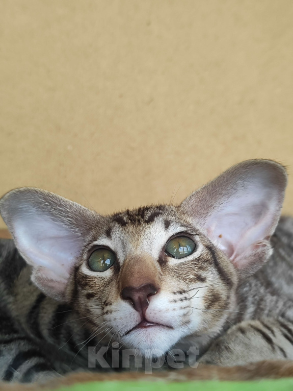 Кошки в Санкт-Петербурге: Ориентальные котята Мальчик, 60 000 руб. - фото 4