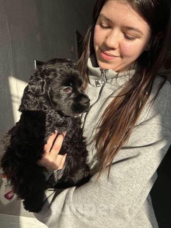 Собаки в Новосибирске: Щенки Американского кокер спаниеля Мальчик, 30 000 руб. - фото 5