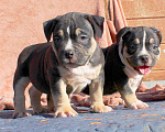 Собаки в Москве: Чёрные триколоры. Мальчик и девочка. Разнополые, 80 000 руб. - фото 4