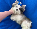 Собаки в Москве: Йорк с двумя синими глазами мини мальчик бэби фейс Мальчик, 130 000 руб. - фото 8