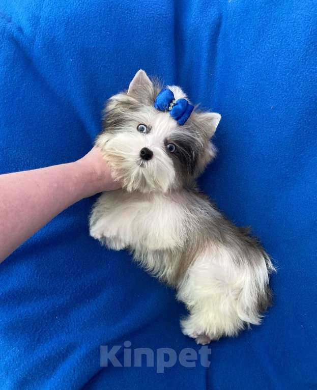Собаки в Москве: Йорк с двумя синими глазами мини мальчик бэби фейс Мальчик, 130 000 руб. - фото 8