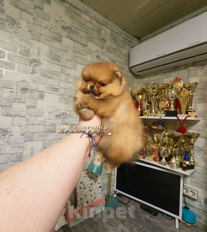 Собаки в Москве: Померанский шпиц девочка РКФ Девочка, Бесплатно - фото 2