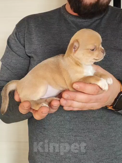 Собаки в Саратове: Шенок Чихуахуа девочка Девочка, 50 000 руб. - фото 3