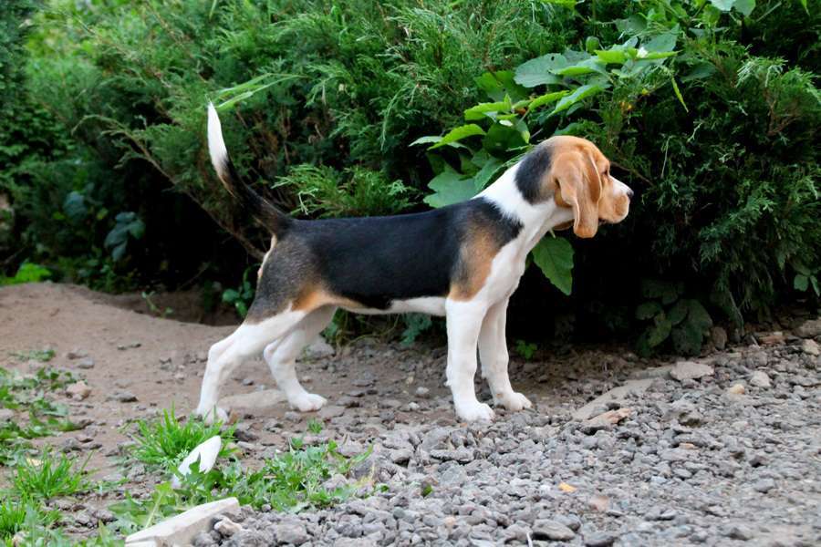 Собаки в Москве: высокопородный щенок бигля Девочка, 70 000 руб. - фото 2