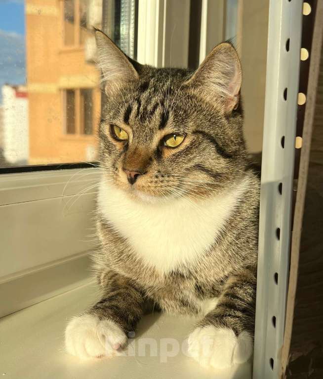 Кошки в Москве: Роскошный полосатый котик Кекс в добрые руки Мальчик, Бесплатно - фото 3