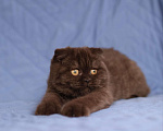 Кошки в Тольятти: Вислоухая девочка Девочка, 45 000 руб. - фото 3