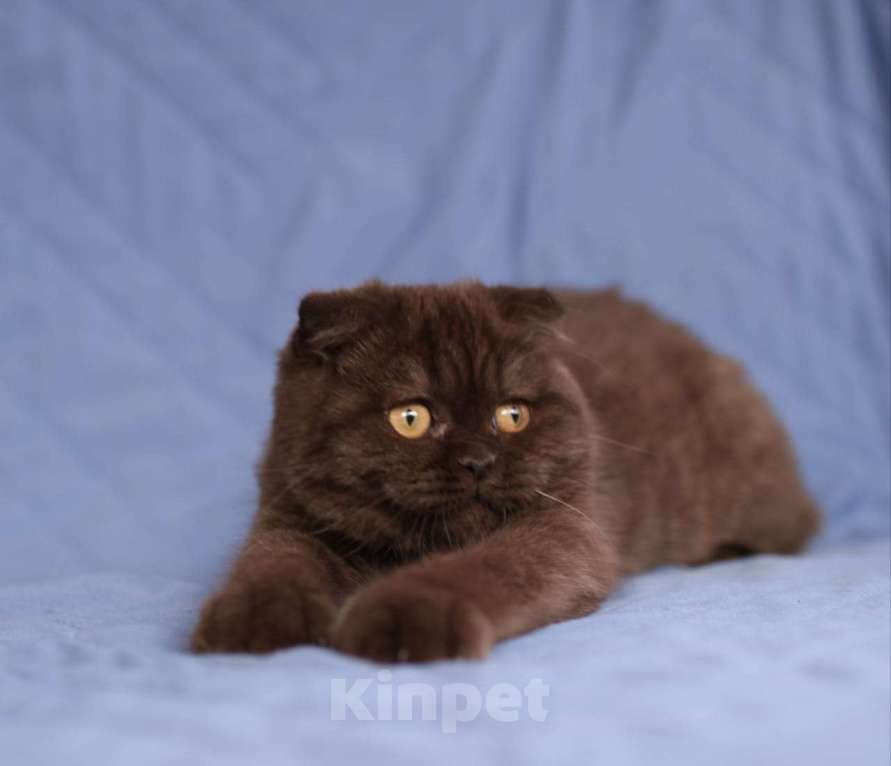 Кошки в Тольятти: Вислоухая девочка Девочка, 45 000 руб. - фото 3