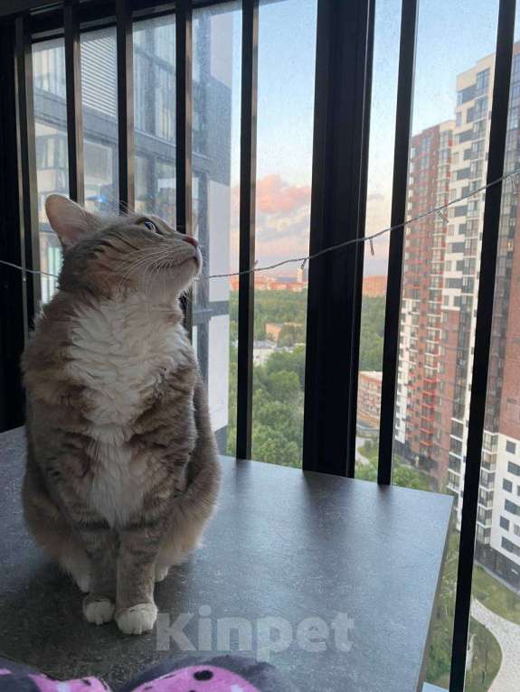 Кошки в Москве: Ласковая кошечка ищет новый дом Девочка, Бесплатно - фото 6