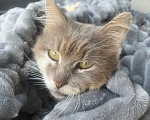 Кошки в других городах Краснодарского края: 🐱 ПУШОК ИЩЕТ ДОМ | Новороссийск Мальчик, Бесплатно - фото 1