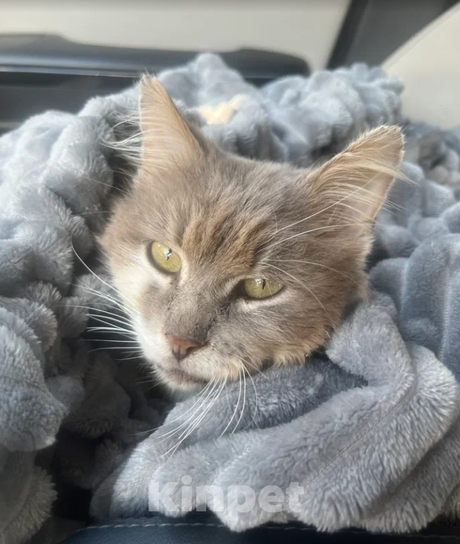 Кошки в других городах Краснодарского края: 🐱 ПУШОК ИЩЕТ ДОМ | Новороссийск Мальчик, Бесплатно - фото 1