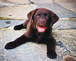 Собаки в Балашихе: Шоколадные малыши Мальчик, 35 000 руб. - фото 2
