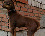 Собаки в Уфе: Вязка собак, 1 000 руб. - фото 1