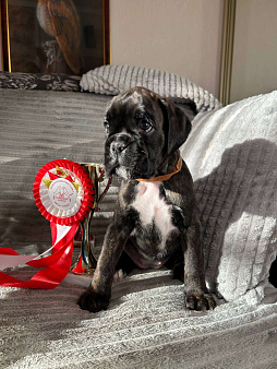 Щенки боксера