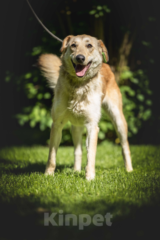 Собаки в других городах Московской области: Рыжая собака Апельсинка ищет дом! Девочка, Бесплатно - фото 7
