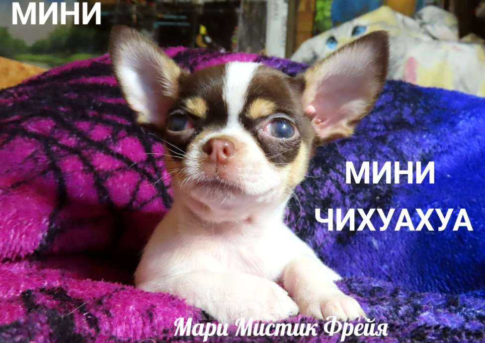 Собаки в Санкт-Петербурге: Девочки чихуахуа из питомника Мари Мистик Девочка, 50 000 руб. - фото 1