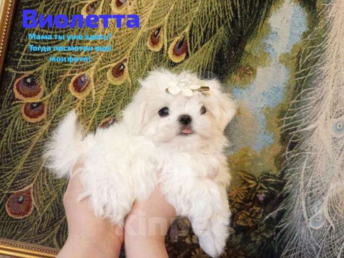 Собаки в Липецке: мальтезе Мальчик, Бесплатно - фото 2