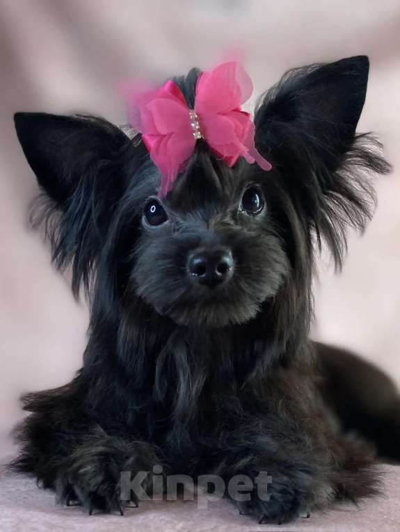 Собаки в Москве: Цветной йорк мини девочка Девочка, 45 000 руб. - фото 3