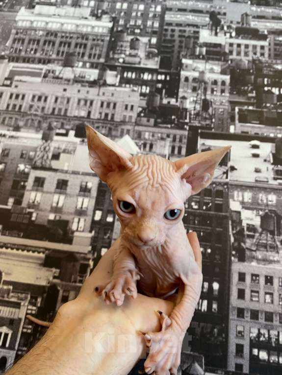 Кошки в Москве: Котенок канадского сфинкса в современном типе Мальчик, 35 000 руб. - фото 3